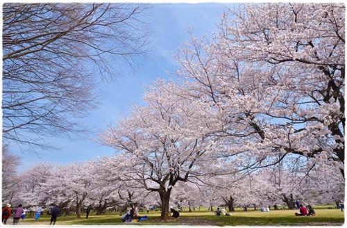 昭和記念公園の桜 屋台の出店情報とおすすめの飲食店まとめ